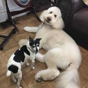 Meet your Posher, Janet